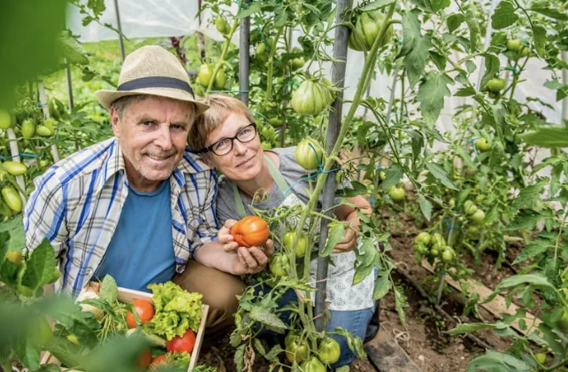 Ein Schweizer Gemüsegarten mit gesunden Pflanzen, die trotz trockener Bedingungen gedeihen, dank Mulch und effizienter Bewässerung.