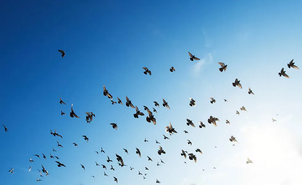 Flock of birds soaring against a vivid blue sky, representing freedom and the entrepreneurial journey described in Mayer's career path.