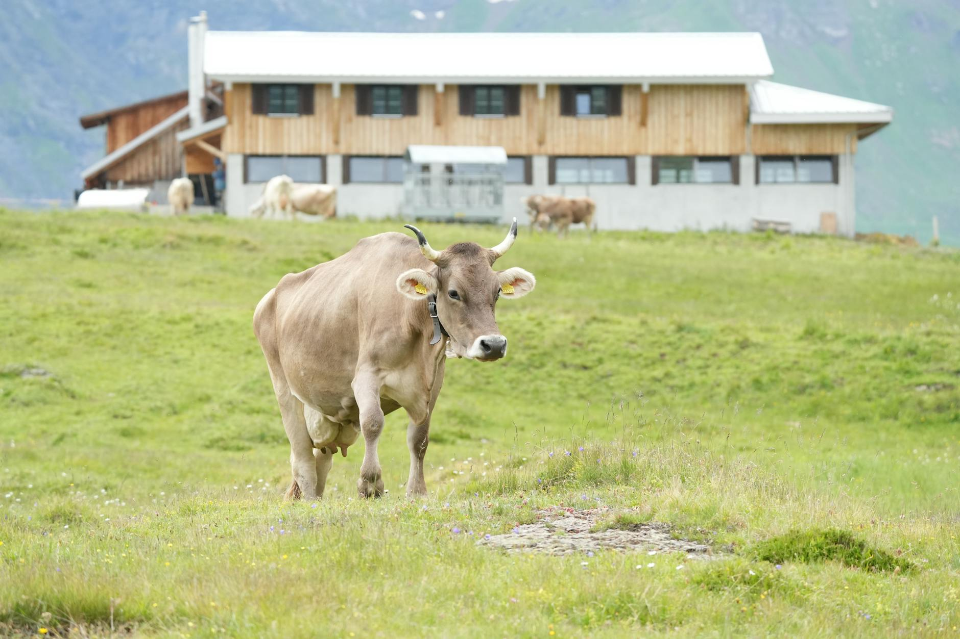 Ein moderner Schweizer Wohnraum mit traditionellen Elementen: Holzbalken an der Decke, Jura-Kalkstein-Boden und zeitgemässen Möbeln in natürlichen Materialien, die den authentischen Schweizer Einrichtungsstil zeigen.