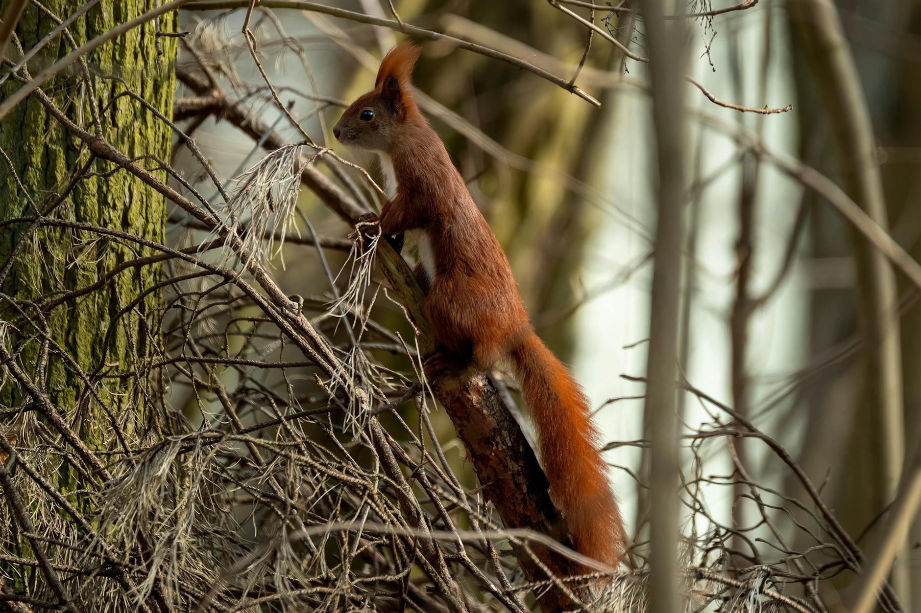 Ein winterlicher Schweizer Garten mit verschiedenen tierfreundlichen Einrichtungen: Ein Igelhaus unter Laub, ein Vogelhäuschen mit Körnern, ein Eichhörnchen-Kobel im Baum und ein Insektenhotel an einem Holzpfosten, umgeben von naturnahen Pflanzen.
