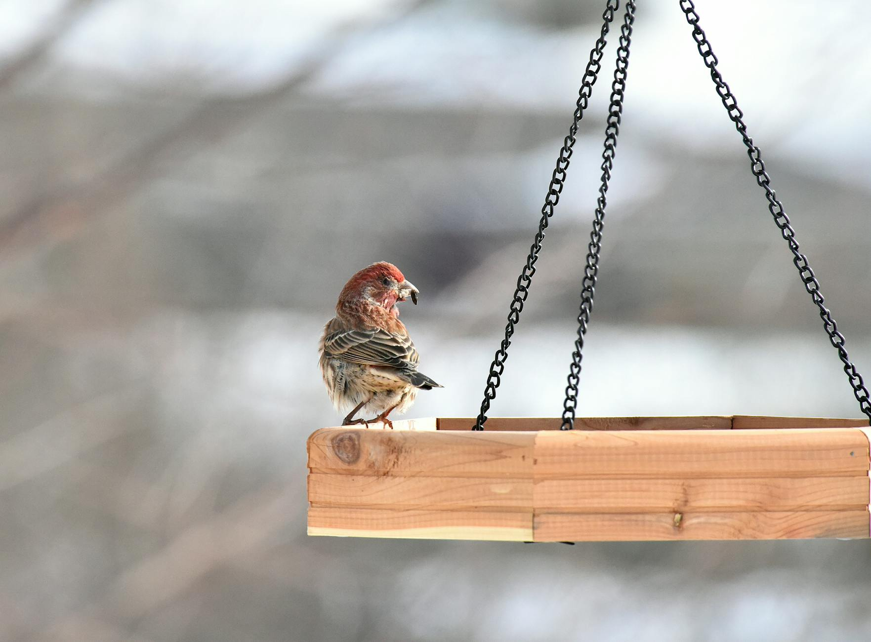 Ein winterlicher Schweizer Garten mit verschiedenen tierfreundlichen Einrichtungen: Ein Igelhaus unter Laub, ein Vogelhäuschen mit Körnern, ein Eichhörnchen-Kobel im Baum und ein Insektenhotel an einem Holzpfosten, umgeben von naturnahen Pflanzen.