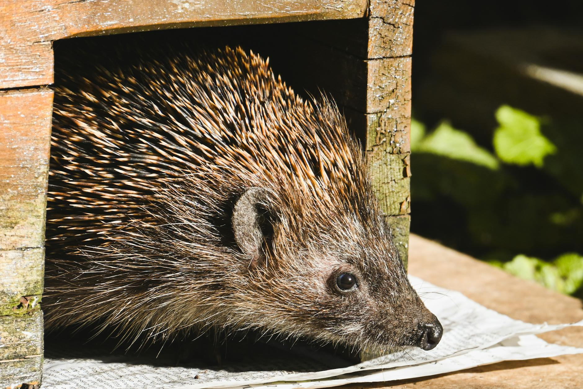 Ein winterlicher Schweizer Garten mit verschiedenen tierfreundlichen Einrichtungen: Ein Igelhaus unter Laub, ein Vogelhäuschen mit Körnern, ein Eichhörnchen-Kobel im Baum und ein Insektenhotel an einem Holzpfosten, umgeben von naturnahen Pflanzen.