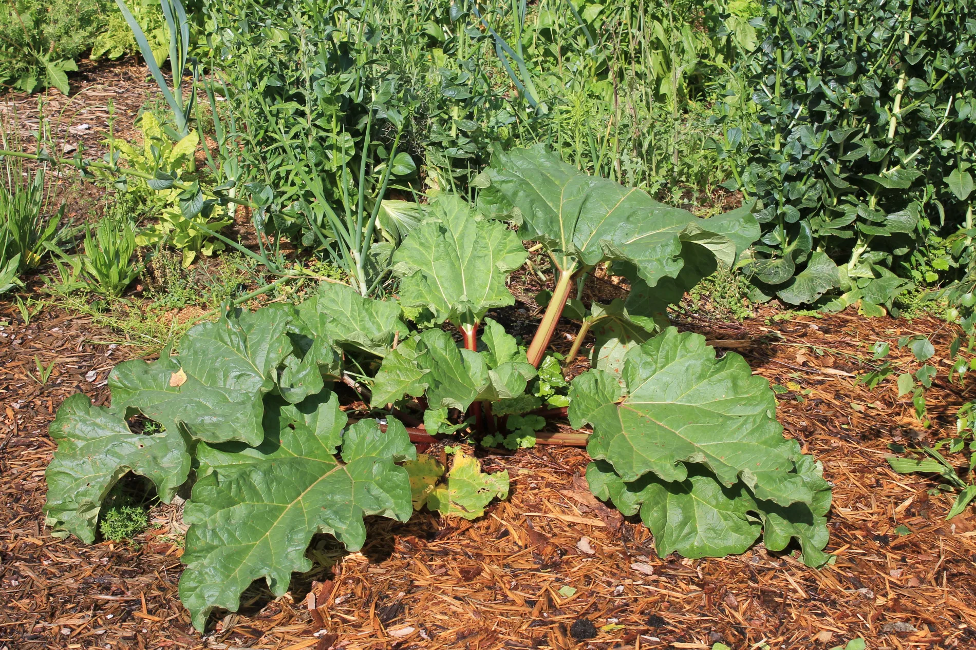 A lush permaculture garden features rhubarb and mixed vegetables mulched with wood chips.